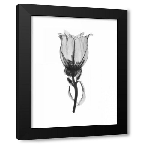 Canterbury Bell Black Modern Wood Framed Art Print by Koetsier, Albert