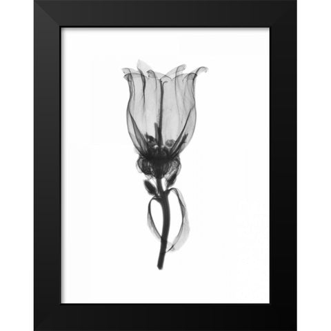 Canterbury Bell Black Modern Wood Framed Art Print by Koetsier, Albert