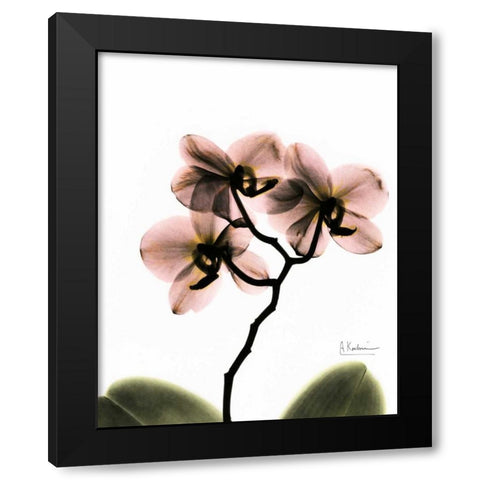 Orchid Trio Black Modern Wood Framed Art Print with Double Matting by Koetsier, Albert