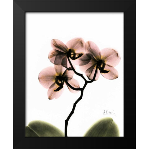 Orchid Trio Black Modern Wood Framed Art Print by Koetsier, Albert