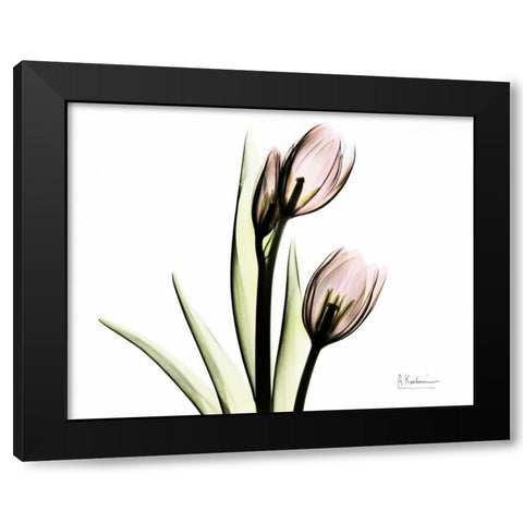 Tulip Love Black Modern Wood Framed Art Print with Double Matting by Koetsier, Albert