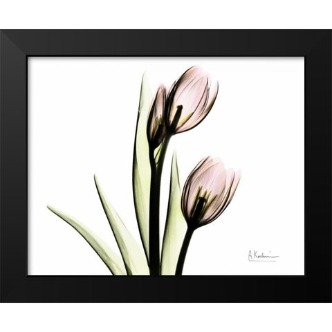 Tulip Love Black Modern Wood Framed Art Print by Koetsier, Albert