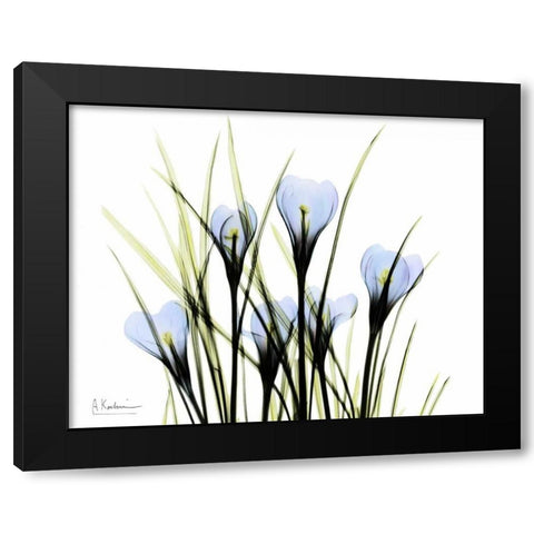 Bunched Crocus Black Modern Wood Framed Art Print with Double Matting by Koetsier, Albert