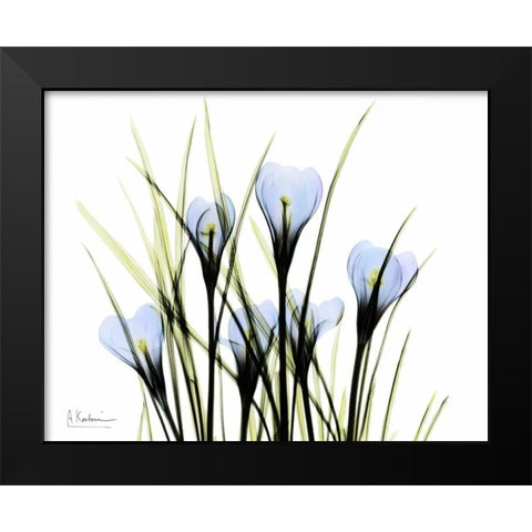 Bunched Crocus Black Modern Wood Framed Art Print by Koetsier, Albert