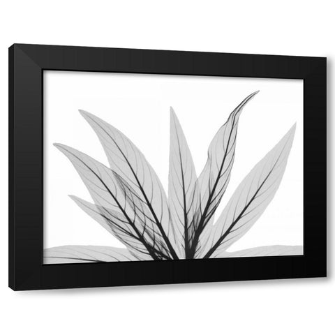 Luminous Fern 1 Black Modern Wood Framed Art Print with Double Matting by Koetsier, Albert