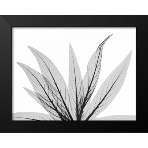 Luminous Fern 1 Black Modern Wood Framed Art Print by Koetsier, Albert