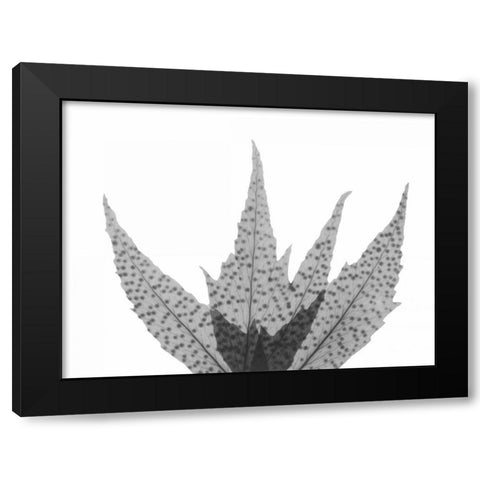 Crispy Tree Fern Black Modern Wood Framed Art Print with Double Matting by Koetsier, Albert