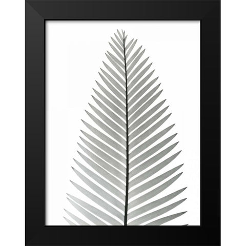 Tropical Fern 2 Black Modern Wood Framed Art Print by Koetsier, Albert