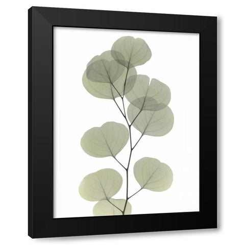 Striving Eucalyptus 1 Black Modern Wood Framed Art Print with Double Matting by Koetsier, Albert