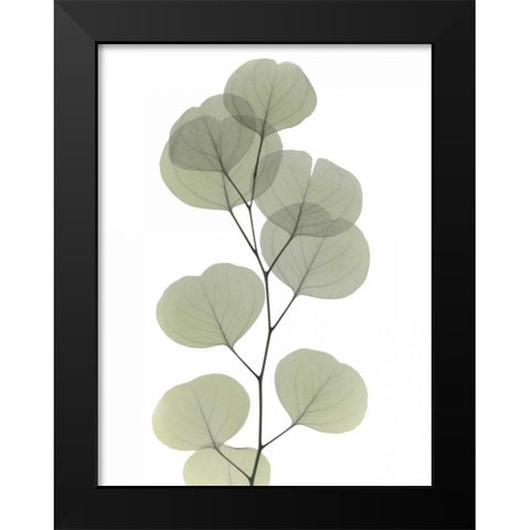 Striving Eucalyptus 1 Black Modern Wood Framed Art Print by Koetsier, Albert