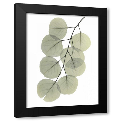 Striving Eucalyptus 2 Black Modern Wood Framed Art Print with Double Matting by Koetsier, Albert