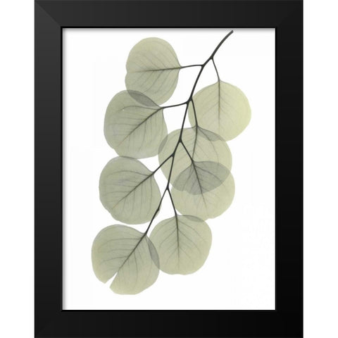 Striving Eucalyptus 2 Black Modern Wood Framed Art Print by Koetsier, Albert