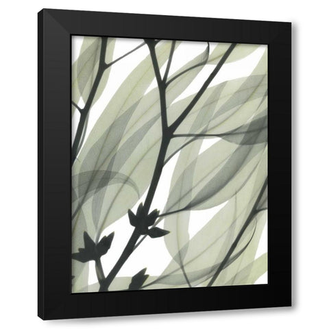 Eucalyptus Safari Black Modern Wood Framed Art Print with Double Matting by Koetsier, Albert