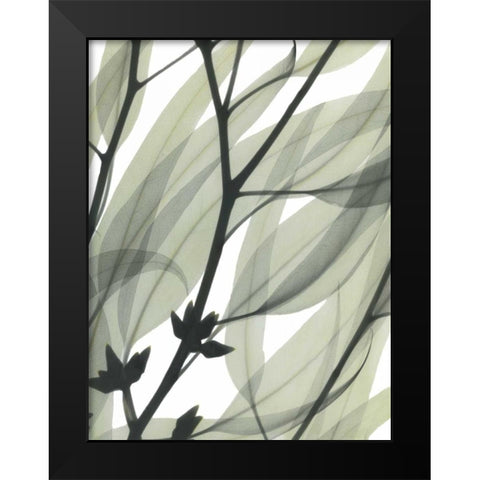Eucalyptus Safari Black Modern Wood Framed Art Print by Koetsier, Albert