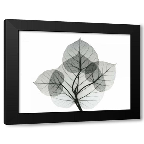 Bo Leaves 1 Black Modern Wood Framed Art Print with Double Matting by Koetsier, Albert