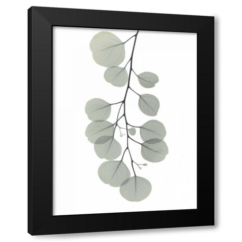 Descending Eucalyptus 1 Black Modern Wood Framed Art Print with Double Matting by Koetsier, Albert