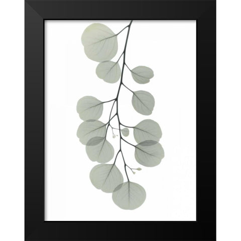 Descending Eucalyptus 1 Black Modern Wood Framed Art Print by Koetsier, Albert