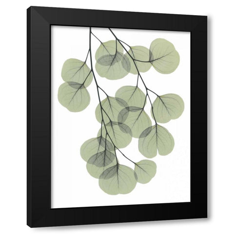 Descending Eucalyptus 2 Black Modern Wood Framed Art Print with Double Matting by Koetsier, Albert