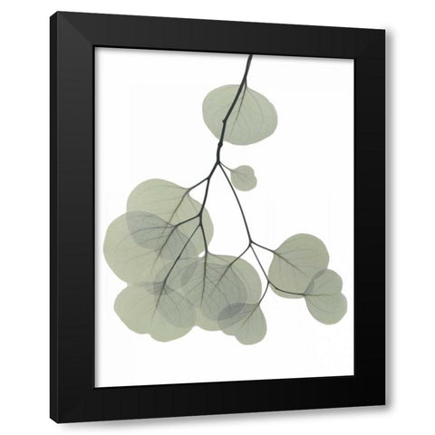 Descending Eucalyptus 3 Black Modern Wood Framed Art Print with Double Matting by Koetsier, Albert