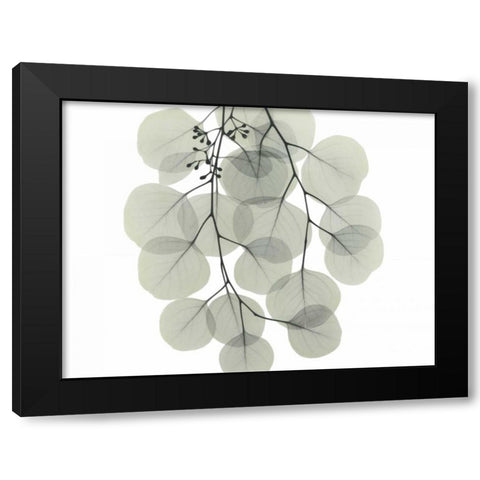 Descending Eucalyptus 4 Black Modern Wood Framed Art Print by Koetsier, Albert