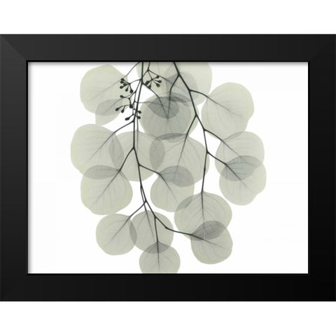Descending Eucalyptus 4 Black Modern Wood Framed Art Print by Koetsier, Albert
