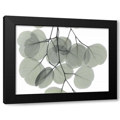 Descending Eucalyptus 5 Black Modern Wood Framed Art Print with Double Matting by Koetsier, Albert