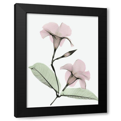 Serene Mandelila Black Modern Wood Framed Art Print by Koetsier, Albert