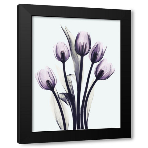 Essentially Tulips Black Modern Wood Framed Art Print with Double Matting by Koetsier, Albert