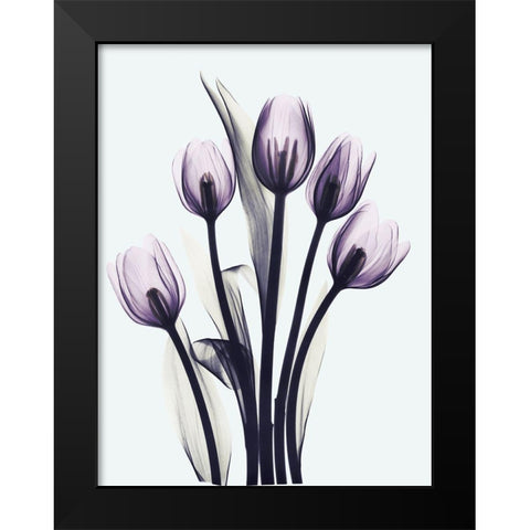 Essentially Tulips Black Modern Wood Framed Art Print by Koetsier, Albert