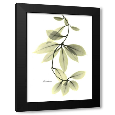 Hoya Carnosa Black Modern Wood Framed Art Print with Double Matting by Koetsier, Albert