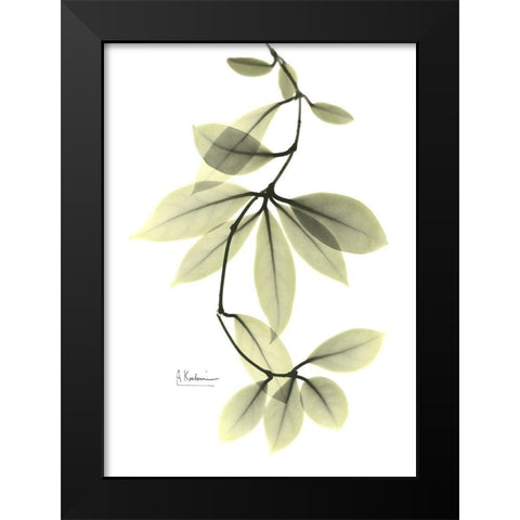 Hoya Carnosa Black Modern Wood Framed Art Print by Koetsier, Albert