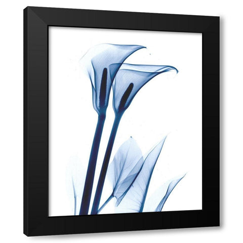 Calla Lily Indigo Black Modern Wood Framed Art Print with Double Matting by Koetsier, Albert