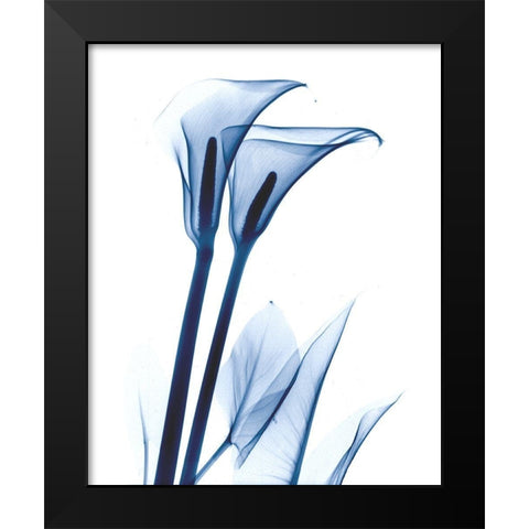 Calla Lily Indigo Black Modern Wood Framed Art Print by Koetsier, Albert