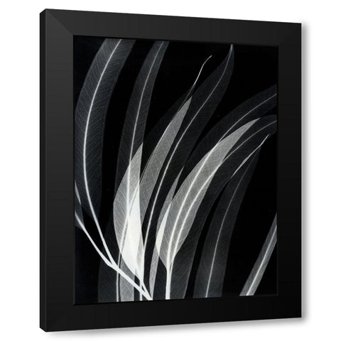 Eucalyptus 2 Black Modern Wood Framed Art Print with Double Matting by Koetsier, Albert