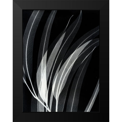 Eucalyptus 2 Black Modern Wood Framed Art Print by Koetsier, Albert