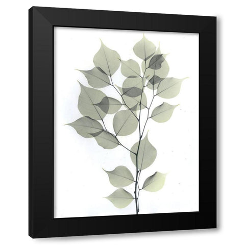 Dalbersia Black Modern Wood Framed Art Print by Koetsier, Albert