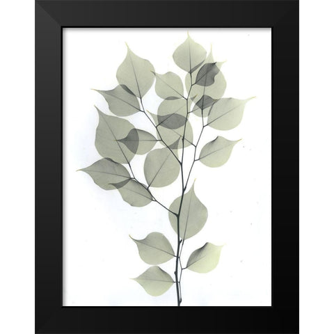 Dalbersia Black Modern Wood Framed Art Print by Koetsier, Albert