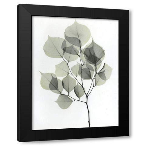 Dalbersia 2 Black Modern Wood Framed Art Print with Double Matting by Koetsier, Albert