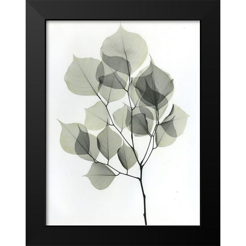 Dalbersia 2 Black Modern Wood Framed Art Print by Koetsier, Albert