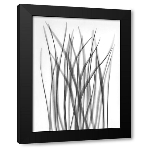 Flower Leaf Black Modern Wood Framed Art Print with Double Matting by Koetsier, Albert