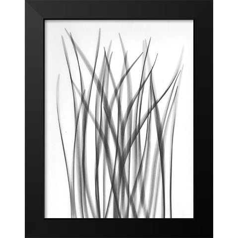 Flower Leaf Black Modern Wood Framed Art Print by Koetsier, Albert