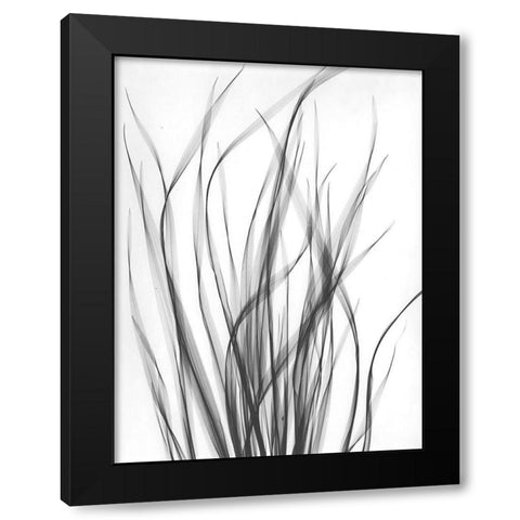 Grass 2 Black Modern Wood Framed Art Print with Double Matting by Koetsier, Albert