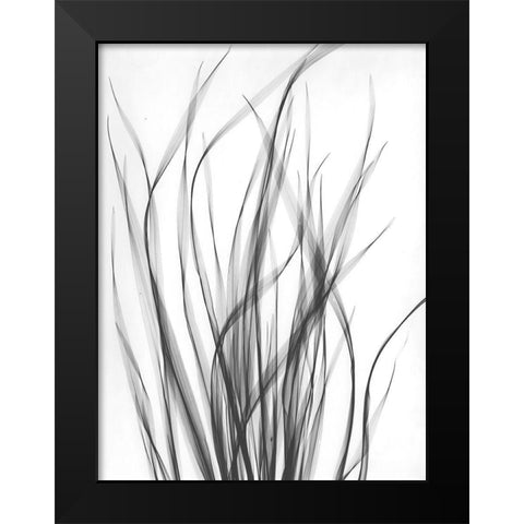 Grass 2 Black Modern Wood Framed Art Print by Koetsier, Albert