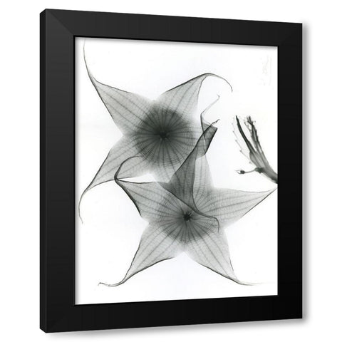 Carrian Flower Black Modern Wood Framed Art Print with Double Matting by Koetsier, Albert