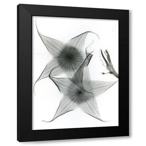 Carrian Flower Black Modern Wood Framed Art Print by Koetsier, Albert