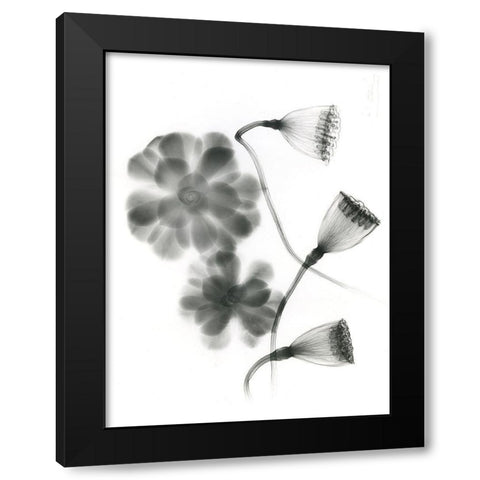 Land Of Lost Lotus Black Modern Wood Framed Art Print by Koetsier, Albert