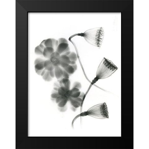 Land Of Lost Lotus Black Modern Wood Framed Art Print by Koetsier, Albert