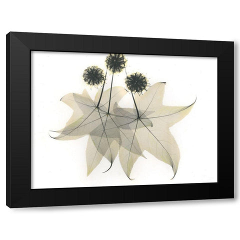 Liquid Ambar Black Modern Wood Framed Art Print with Double Matting by Koetsier, Albert