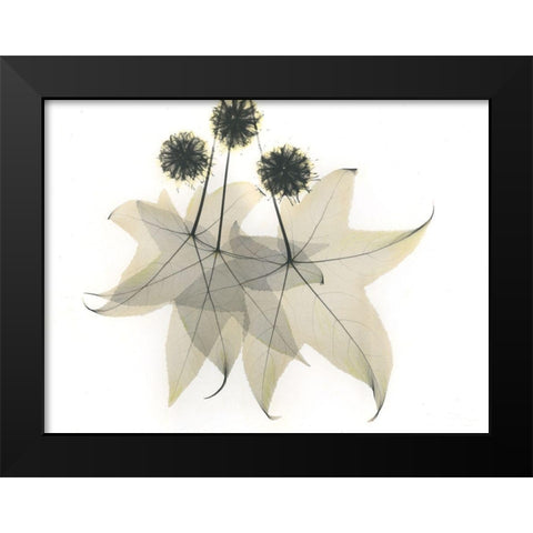 Liquid Ambar Black Modern Wood Framed Art Print by Koetsier, Albert