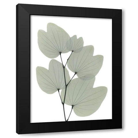 Orchid Tree Black Modern Wood Framed Art Print with Double Matting by Koetsier, Albert